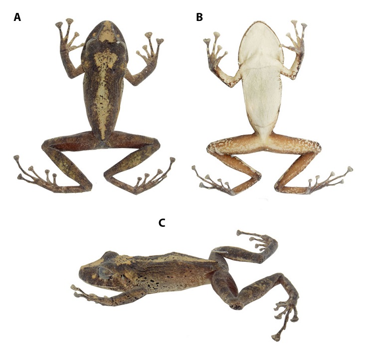 (A) Vista dorsal; (B) vista ventral; (C) vista de perfil del holotipo de Pristimantis chocoensis sp. nov. (DFfMECN 9529, hembra adulta), LRC = 58.0 mm. Fotograf&iacute;as Carolina Reyes-Puig.