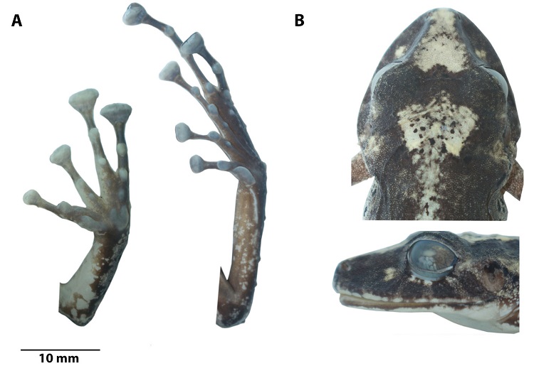 (A) Detalle de las extremidades; (B) detalle de la cabeza en vista de dorsal y de perfil del holotipo de Pristimantis chocoensis sp. nov. (DHMECN 9529, hembra adulta). LRC = 58.00 mm. Fotograf&iacute;as Carolina Reyes-Puig.