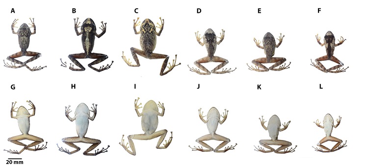 Variaci&oacute;n dorsal y ventral en la serie tipo de Pristimantis chocoensis sp. nov. Primera y segunda fila de izquierda a derecha: DHMECN 2788, hembra, paratipo; DHMECN 9529, hembra, holotipo, LRC = 58.0 mm; DHMECN 11470, hembra, paratipo, LRC = 40.6 mm. Tercera y cuarta fila de izquierda a derecha; DHMECN 11473, hembra, paratipo, LRC = 31.3 mm; DHMECN 10285, hembra, paratipo, LRC = 50.6 mm; DHMECN 11472, macho, paratipo, LRC = 36.9 mm. Fotograf&iacute;as Carolina Reyes-Puig.