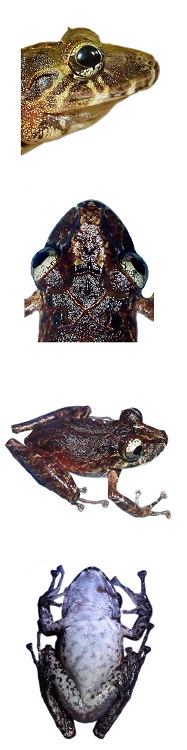 Coloraci&oacute;n en vida y detalle de la cabeza en vista dorsal y de perfil del holotipo de Pristimantis afrox sp. nov. (DHMECN 6578, hembra adulta). (A) Vista lateral; (B) frontal; (C) dorsal; (D) ventral. LRC = 42.4 mm. Fotograf&iacute;as Mario H. Y&aacute;nez-Mu&ntilde;oz.