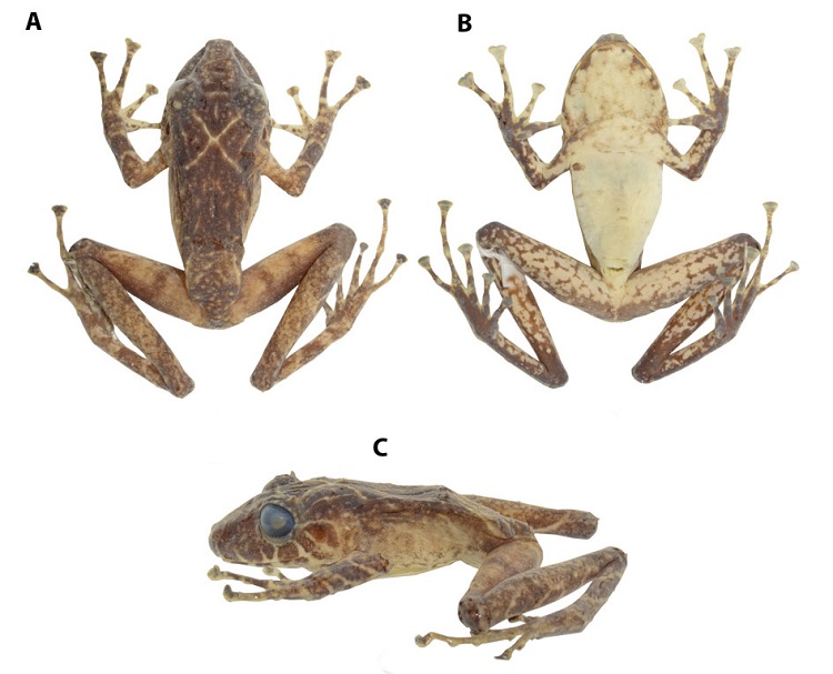 Coloraci&oacute;n en preservado del holotipo de Pristimantis afrox sp. nov. (DHMECN 6578, hembra adulta). (A) Vista dorsal; (B) ventral; (C) de perfil. LRC = 42.4 mm. Fotograf&iacute;as Mario H. Y&aacute;nez-Mu&ntilde;oz.