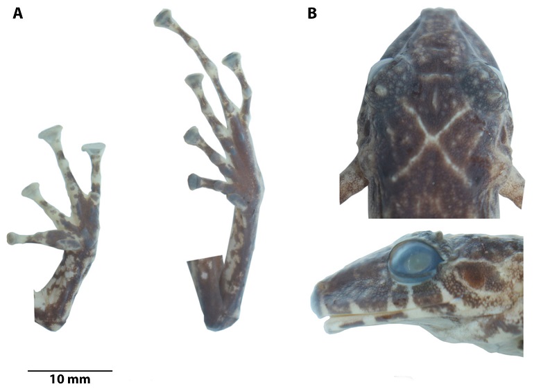 (A) Detalle de las extremidades; (B) detalle de la cabeza en vista de dorsal y de perfil del holotipo de Pristimantis afrox sp. nov. (DHMECN 6578, hembra adulta). Fotograf&iacute;as Carolina Reyes-Puig y Mario H. Y&aacute;nez-Mu&ntilde;oz.