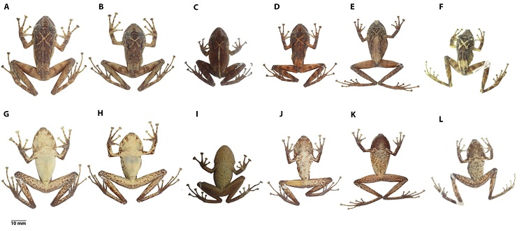 Variaci&oacute;n dorsal y ventral en la serie tipo de Pristimantis afrox sp. nov. Primera y segunda fila de izquierda a derecha: DHMECN 6578, hembra, holotipo, LRC = 42.4 mm; DHMECN 6574, hembra, paratipo, LRC = 38.6 mm; UVC 6934, hembra, paratipo, LR C= 34.0 mm; DHMECN 7971, macho, paratipo, LRC =32.3 mm; DHMECN 11467, macho, paratipo, LRC = 32.3 mm; ICN 53760, macho, paratipo, LRC = 25.0 mm. Fotograf&iacute;as Mario H. Y&aacute;nez-Mu&ntilde;oz).