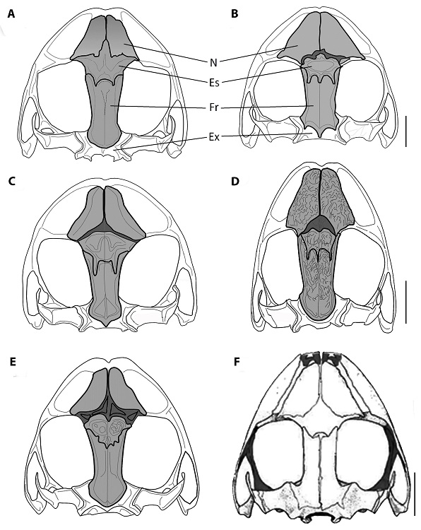 Cr&aacute;neos de algunos ejemplares del clado Hypodictyon del Ecuador. (A) Pristimantis crenunguis; (B) P. cisnerosi sp. nov.; (C) P. labiosus; (D) P. afrox sp. nov.; (E) P. chocoensis sp. nov.; (F) P. rubicundus (cr&aacute;neo extra&iacute;do de Lynch et al., 1994). N = nasales; Es = esfenetmoides; Fr = frontoparietales; Ex = exooccipital. La barra de escala corresponde a 5 mm.