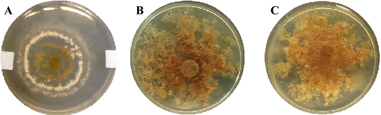 Im&aacute;genes fotogr&aacute;ficas macrosc&oacute;picas del anverso de las cepas f&uacute;ngicas obtenidas luego de 7 d&iacute;as de crecimiento. A) HEP25; B) HEP15; C) HEP28.