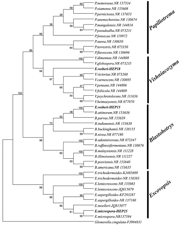 &Aacute;rbol filogen&eacute;tico obtenido a partir del an&aacute;lisis de parsimonia realizado con las secuencias ITS1-5.8S-ITS2 del ADNr de los aislamientos en estudio y de las secuencias seleccionadas de la base de datos del g&eacute;nero Escovopsis. Los n&uacute;meros en las ramas representan el soporte probabil&iacute;stico por el an&aacute;lisis de 1,000 replicaciones de bootstrap. Los n&uacute;meros de acceso se indican despu&eacute;s del nombre de cada especie f&uacute;ngica.