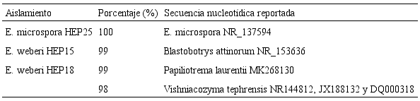 Porcentaje de identidad y n&uacute;meros de accesos de similitud contra la base datos de nucle&oacute;tidos del NCBI de los aislamientos de Escovopsis.
