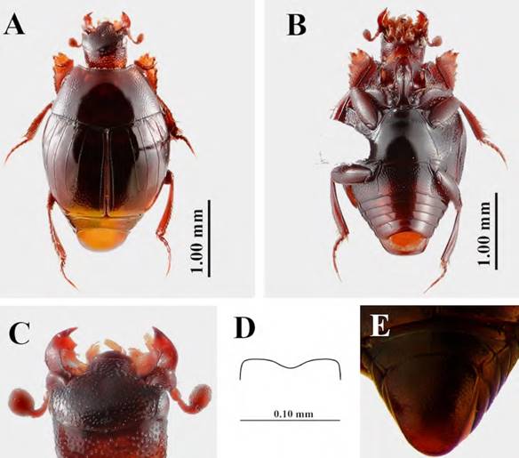 Holotipo macho, Paraeuspilotus monte n. gen., n. sp.; A: vista dorsal; B: vista ventral; C: cabeza vista frontal; D: margen anterior del ment&oacute;n; E: pigidio.