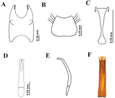 Genitalia masculinos, Paraeuspilotus monte n. gen., n. sp.; A: octavo tergito y octavo estenito; B: decimo tergito; C: spiculum gastrale; D: edeago vista dorsal; E: edeago vista lateral; F: &aacute;pice del edeago.