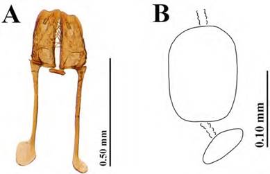 Genitalia femeninos, Paraeuspilotus monte n. gen., n. sp.; A: coxitos; B: espermateca.