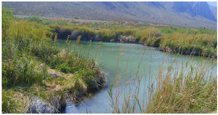 Churince spring, type locality of Mexipyrgus carranzaeTaylor, 1966 (Cochliopidae). Cuatro Ci&eacute;negas Basin, Coahuila, Mexico.