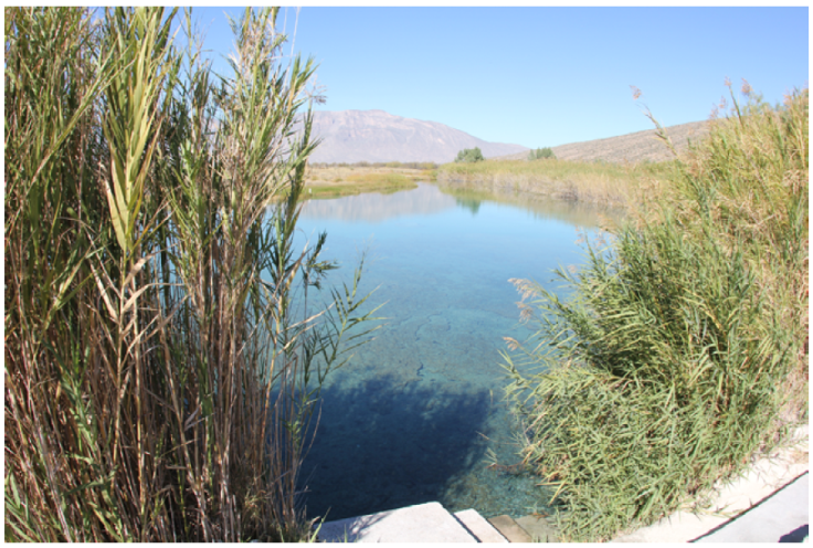 Poza Becerra in Cuatro Ci&eacute;negas, Coahuila, Mexico. An endangered oasis with freshwater stromatolites and endemic gastropods in the Chihuahuan Desert.