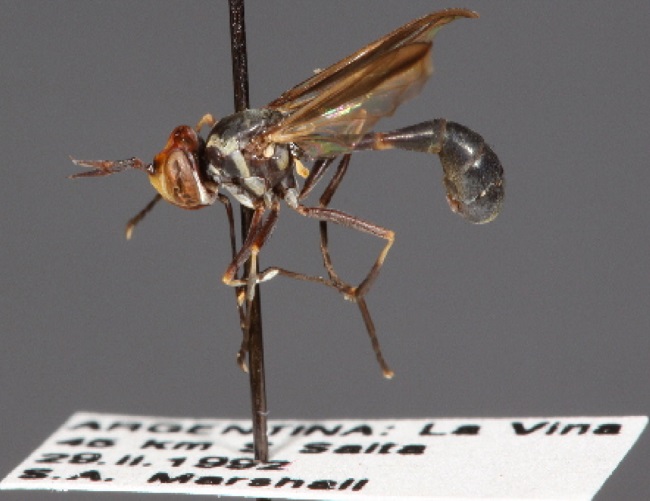 Physoconops costatus in lateral view. Scale not available. Photo by Jeff Skevington.
