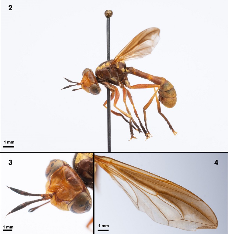 Physoconops gracilis. 2) Lateral view, male; 3) head and antenna details, male, and 4) wing, male.