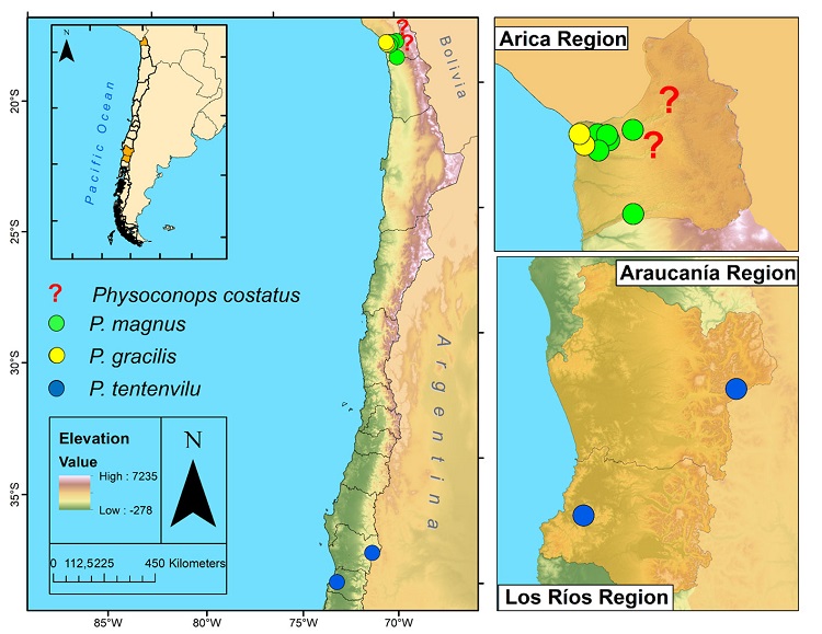 Distribution map of Chilean Physoconops species