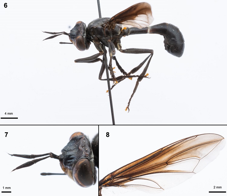 Physoconops magnus. 6) Lateral view, male; 7) head and antenna, male, and 8) wing, male.