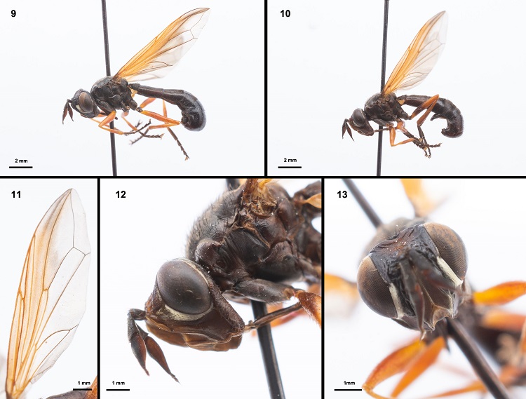 Physoconops tentenvilu. 9) Lateral view, male; 10) lateral view, female; 11) wing, female; 12) head, antenna and thorax details, female, and 13) frontal view of head, male.