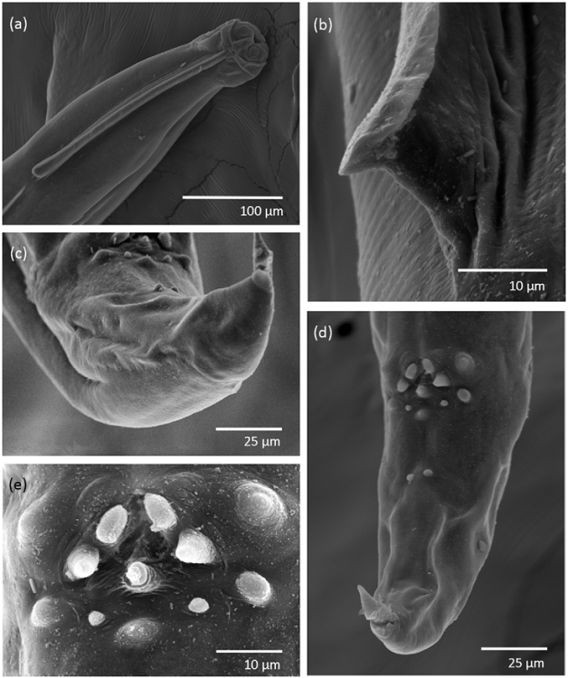 Scanning electron micrographs of Aspiculuris mexicana n. sp. (a) Male, anterior end, showing cervical ala extension; (b) cervical ala; (c) male, caudal end, lateral view; (d) male, caudal end, showing papillae arrangement: preanal (1PrA, 2PrA, 3PrA), adanal (1AA) and postanal (1PA, 2PA, 3PA, 4PA, 5PA); (e) male, papillae arrangement around anus.