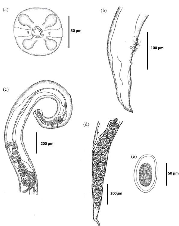 Aspiculuris mexicana n. sp. (a) Male, apical view; (b) male, caudal end; (c) female, anterior end; (d) female, caudal end; (e) egg.