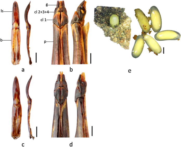 Comparación en vista ventral y lateral del edeago y ovopositor Callyntra latebrosa sp. n. (a, b) con C. cantillana (c, d). ls, estilo lateral; b, lámina basal; g, gonostilo; cl 2+3+4, lóbulo del coxito 2, 3 y 4 fusionado; cl 1, primer lóbulo del coxito; p, paraprocto. e) Postura de huevos de C. latebrosa. Escala: 1 mm.