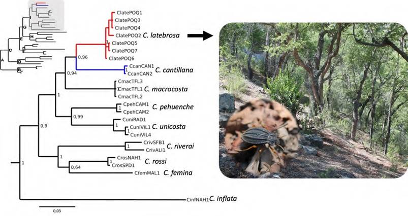 Árbol filogenético bayesiano basado en el gen COI, con las especies del clado “i” (sombreado gris) de Callyntra. Números sobre los nodos corresponden a la probabilidad a posteriori. Las imágenes muestran el hábitat y la nueva especie in situ.