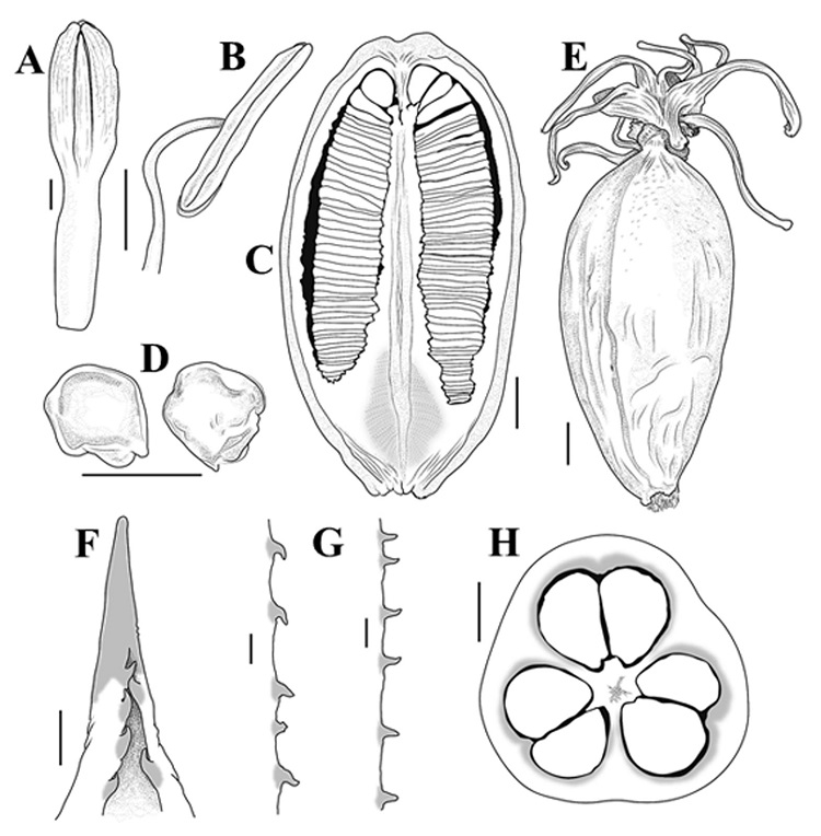 Agave sylvesteriana Giraldo-Ca&ntilde;as. A, Bot&oacute;n floral (la barra equivale a 0.50 cm); B, estambre (la barra equivale a 0.60 cm); C, corte longitudinal de un fruto (la barra equivale a 0.44 cm); D, semillas (la barra equivale a 0.78 cm); E, fruto maduro con perianto persistente (la barra equivale a 0.50 cm); F, espina terminal (la barra equivale a 0.55 cm); G, dientes marginales (la barra equivale a 0.63 cm); H, corte transversal de un fruto (la barra equivale a 0.60 cm) (D. Giraldo-Ca&ntilde;as y S. D. Espinel Galv&aacute;n 6214, todo del holotipo).