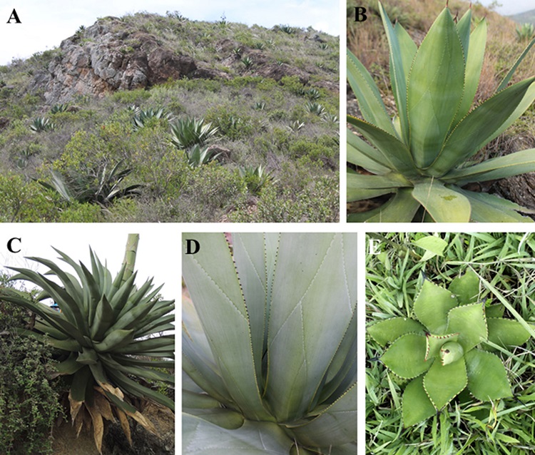 Agave sylvesteriana Giraldo-Ca&ntilde;as. A, H&aacute;bitat; B, planta madura est&eacute;ril; C, planta madura f&eacute;rtil; D, detalle de la roseta; E, planta juvenil (todas las fotograf&iacute;as de la poblaci&oacute;n tipo).
