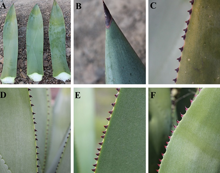 Agave sylvesteriana Giraldo-Ca&ntilde;as. A, Hojas; B, espina terminal; C-F, dientes marginales de las hojas (todas las fotograf&iacute;as de la poblaci&oacute;n tipo).