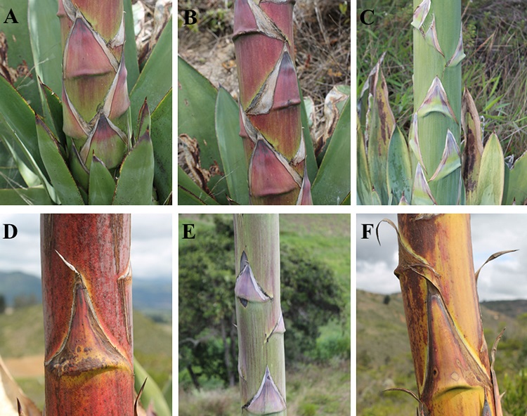 Agave sylvesteriana Giraldo-Ca&ntilde;as. A-F, Br&aacute;cteas proximales y medias (todas las fotograf&iacute;as de la poblaci&oacute;n tipo).