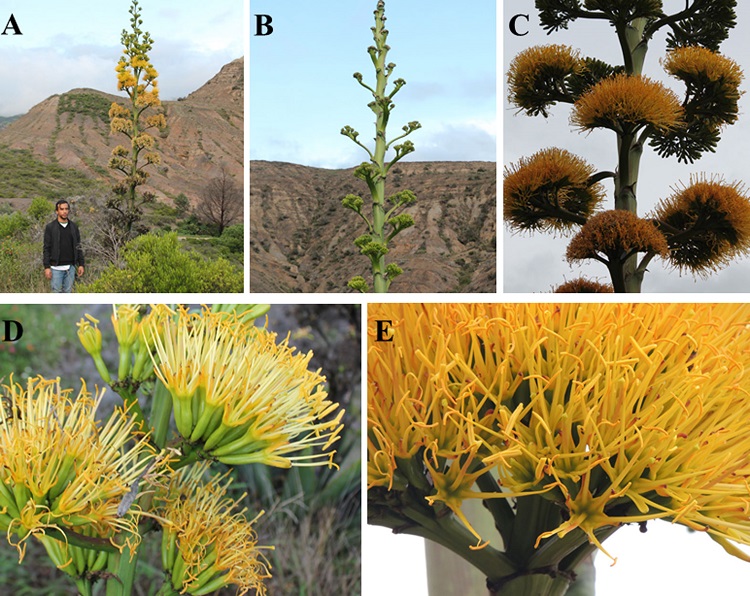Agave sylvesteriana Giraldo-Ca&ntilde;as. A-F, Inflorescencias y detalles de las mismas (todas las fotograf&iacute;as de la poblaci&oacute;n tipo).