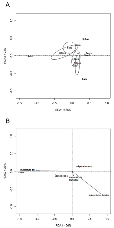 Análisis de redundancia (RDA) indicando la relación de 6 géneros de
							Collembola y 3 variables edáficas y dasométricas en época seca y húmeda
							en plantaciones de A. mangium de 1, 3 y 5 años y
							sabanas en la vereda Planas, municipio de Puerto Gaitán Meta. Ambas
							figuras corresponden a la misma ordenación: A, relación con el tipo de
							cobertura, las elipses representan un intervalo de confianza de 95%
							alrededor del centroide de cada una de las coberturas; B. relación con
							variables ambientales, los puntos representan variables categóricas y
							los vectores variables continuas. Brachystomella
							(Brach), Dicranocentrus (Dicra),
								Dicyrtomina (Dicyr), Entomobrya
							(Ento), Furculanurida (Furcu), Seira
								(Seira), Sphaeridia
							(Sphae).