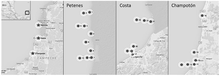 Study area comprising the 3 sampled localities: Champot&oacute;n, City of Campeche, and the Biosphere Reserve Los Petenes.