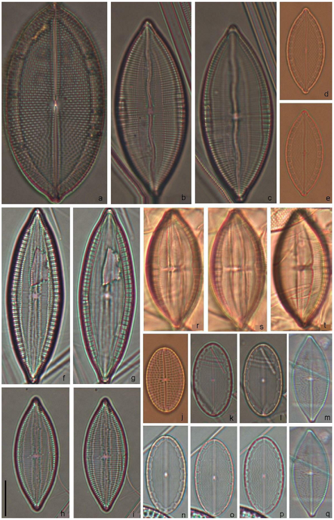 Mastogloia asperula (a), M. asperuloides (d, e), M. belaensis (b, c), Mastogloia cf. braunii (f-i), M. barbadensis (j), Mastogloia ovulum (k, l, n-p), Mastogloia cf. delicatissima (m, q), M. foliolum (r, s, t). Scale bar = 10 &micro;m for all specimens.