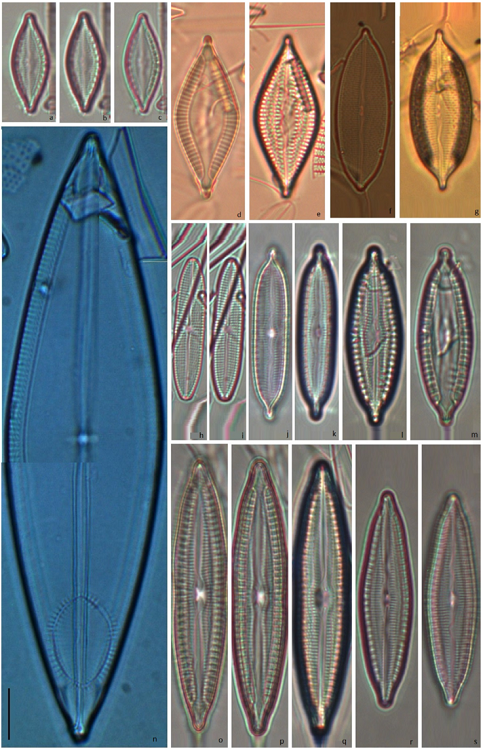 Mastogloia cf. rimosa (a-c), M. rimosa (d, e), Mastogloia cf. erythraea; (f) M. decipiens (g), M. pusilla var. linearis (h, i), M. corsicana var. 1 (j, k), M. corsicana var. 2 (l, m), M. decussata (n), M. corsicana var. 3 (o-s). Scale bar = 10 &micro;m for all specimens.