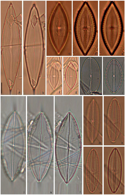 Mastogloia frickei (a, b), M. depressa (c-e), Mastogloia cf. delicatissima (f, g), M. ovalis (h-i), M. mauritiana (j-l), M. robusta (m-p). Scale bar = 10 &micro;m for all specimens.
