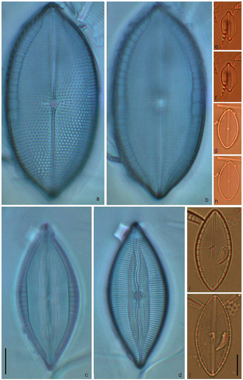 Mastogloia angulata (a, b), M. belaensis (c, d), M. Corsicana (e, f), Mastolgoia cf. Ovulum (i, j), M. ovata (g, h). Scale bars = 10 &micro;m; i, j have a different scale.