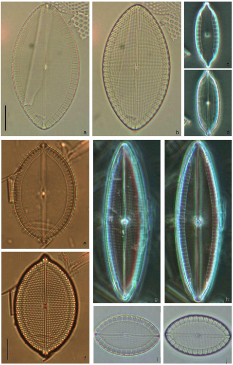 Mastogloia cf. ovum paschale (a, b, i, j), M. ignorata (c, d), Mastogloia pseudolacrimata (e, f), M. lanceolata (g, h). Scale bars = 10 &micro;m; e, f, have a different scale.