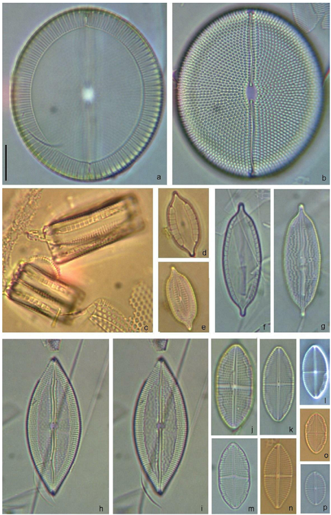 Mastogloia cocconeiformis (a, b), M. corsicana (c-e), M. cyclops (f, g), M. depressa (h, i), M. crucicula (j-o), Mastogloia cf. crucicula (p). Scale bar = 10 &micro;m for all specimens.