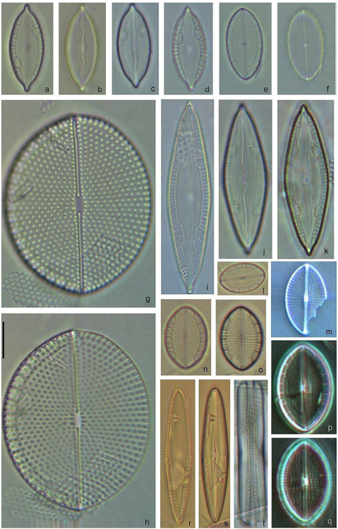 Mastogloia erythraea var. grunowii (a-d), M. emarginata (e, f), M. cribrosa (g, h), M. erythraea (i-k), M. ovalis (l-q), M. cuneata (r-t). Scale bar = 10 &micro;m for all specimens.