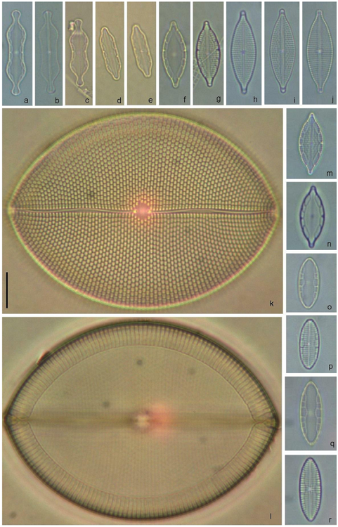 Mastogloia cf. staurophora (a-c), M. regula (d, e), M. varians (f-j, m, n), M. horvathiana (k, l), M. urveae (o-r). Scale bar = 10 &micro;m for all specimens.