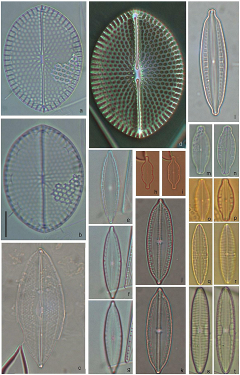 Mastogloia frimbriata (a, b, d), Mastogloia sp. 5 (c), Mastogloia sp. 3 (e-g), Mastogloia cf. staurophora (h, i), Mastogloia sp. 4 (j, k), M. similis (l), M. pusilla var. subcapitata (m-p), Mastogloia pusilla var. pusilla (q-t). Scale bar = 10 &micro;m for all specimens.