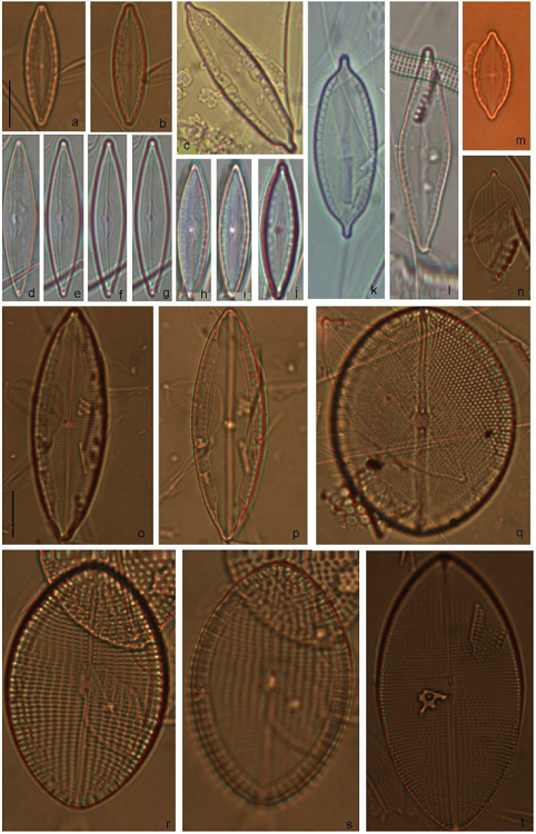 Mastolgoia cf. tenera (a, b), M. biocellata (c), Mastogloia sp. 6 (d-j), M. subaffirmata (k, l), M. borneensis (m), M. parva (n), M. lanceolata (o, p), Mastogloia sp. 1 (q), M. ovum-paschale (r, s), Mastogloia sp. 2 (t). Scale bar = 10 &micro;m for all specimens.