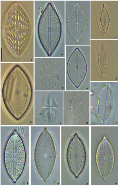 Mastogloia bahamensis (a, b), M. asperuloides (c-e), M. binotata (f, g), Mastogloia cf. borneensis (h), Mastogloia angusta (i, j), M. ignorata (k), M. punctifera (l-o). Scale bar = 10 &micro;m for all specimens.