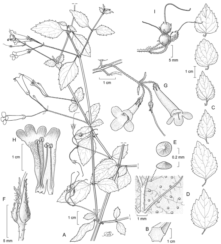 Russelia longipedunculata. A: Rama con hojas, inflorescencias e infrutescencias; B: corte transversal del tallo mostrando lados y costillas en las esquinas; C: variaci&oacute;n de las l&aacute;minas foliares; D: detalle del env&eacute;s de la l&aacute;mina foliar; E: vistas lateral y superior de una escama resinosa; F: vista lateral de c&aacute;liz; G: inflorescencia; H: corte longitudinal de la flor; I: infrutescencia. Dibujo de Alfonso Barbosa con base en fotos capturadas de la planta en campo, y en el holotipo (E. P&eacute;rez 6620 (IEB)).