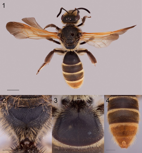 Holotype female of Lasioglossum manantlense: 1, dorsal habitus; 2, metapostnotum dorsal view, to show surface sculpture; 3, anterior surface of T1 to show absence of acarinarium; 4, apical terga to show orange integument of T4-T5. Scale bars for all figures are 1 mm except the dorsal habitus figure 1 where the scale bar = 2 mm.