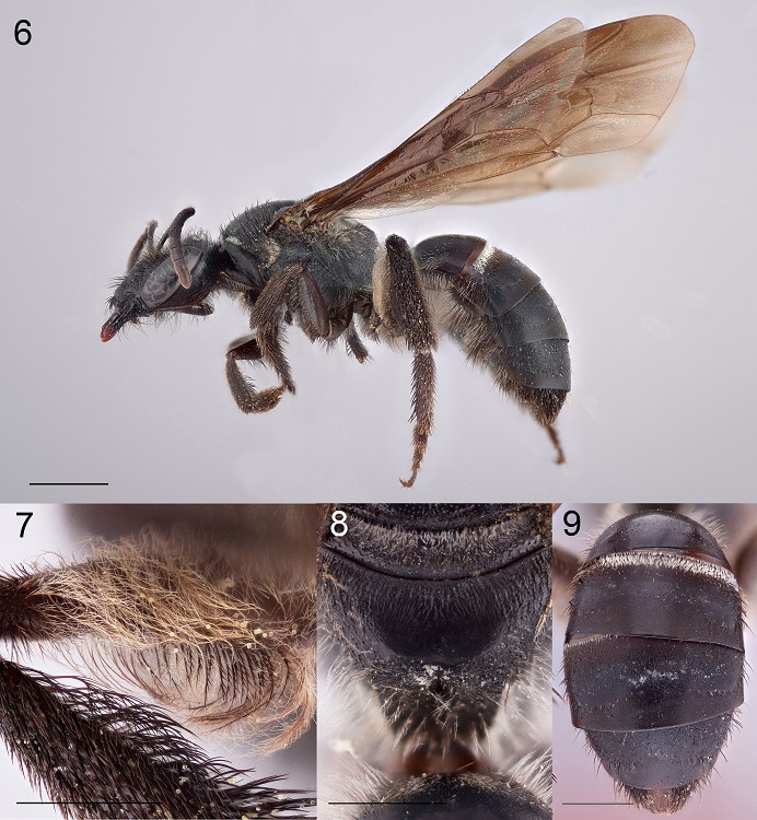Holotype female of Lasioglossum tacanense: 6, lateral habitus; 7, femoral scopa from anteroventral view to show straight, robust, dark hairs contrasting with the finer, whitish ones with long branches; 8, metapostnotum dorsal surface to show surface sculpture; 9, metasoma dorsal view to show dark integument and absence of distinct hair band on T3. Scale bars for all figures are 1 mm except figure 6, where the scale bar = 2 mm.