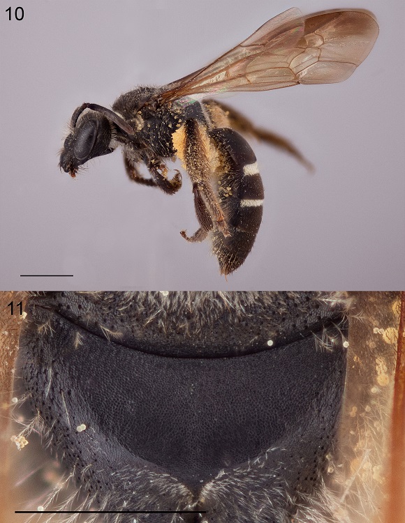 Holotype female of Lasioglossum colimense: 10, lateral habitus; 11, metapostnotum dorsal view to show surface sculpture. Scale bar for figure 10 = 2 mm, figure 11 = 1 mm.