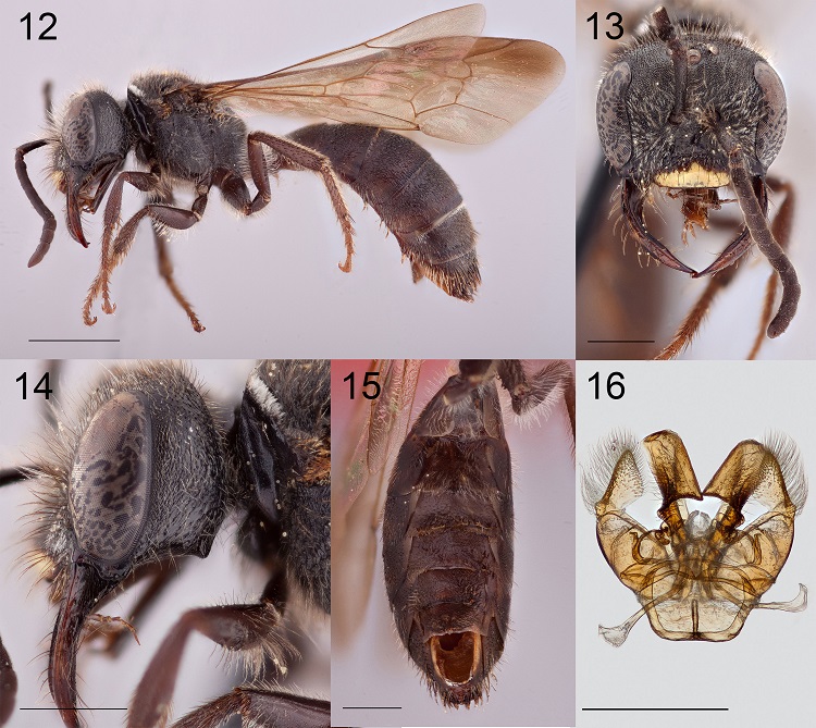 Paratype male of Lasioglossum colimense: 12, lateral habitus; 13, head anterior view to show elongate mandibles (compare to Fig. 17); 14, head side view to show rounded genal process (compare to Fig. 18); 15, ventral view of metasoma to show patterns of hairs; 16. genitalia ventral view to show absence of lateral process to penis valve and orientation and shape of gonostylus (compare with Fig. 20). Scale bars for all figures are 1 mm except the lateral habitus in figure 12 where the scale bar = 2 mm.
