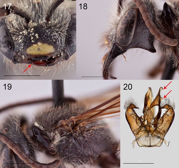 Key characters used to separate males of L. colimense from others: 17, L. argutum male head anteroventral view to show short mandibles; 18, L. eickworti head lateral view to show acute genal process; 19, L. eickworti lateral view of mesosoma to show dark hairs of dorsal surface (compare to Fig. 12); 20, L. eickworti genitalia ventral view to show lateral process to penis valve and orientation and shape of gonostylus. Scale bars for all figures = 1 mm.