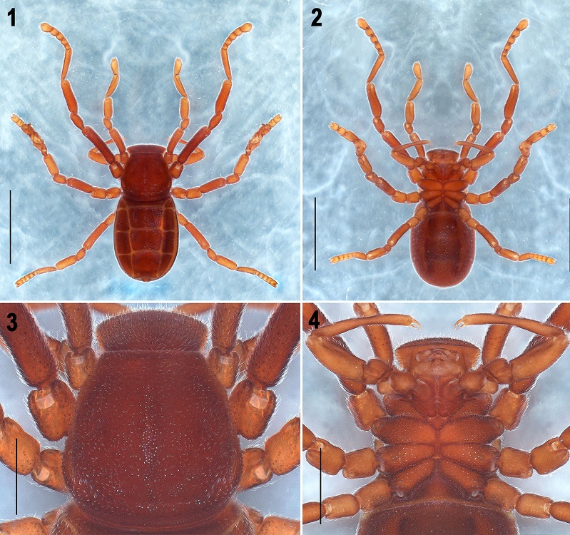 Pseudocellus franckei sp. nov. Male holotype. 1-2, Habitus, dorsal and ventral views, respectively; 3, carapace, dorsal view; 4, prosoma, ventral view, showing coxosternal region. Scale bars: 2 mm (Figs. 1, 2), 0.5 mm (Figs. 3-4).